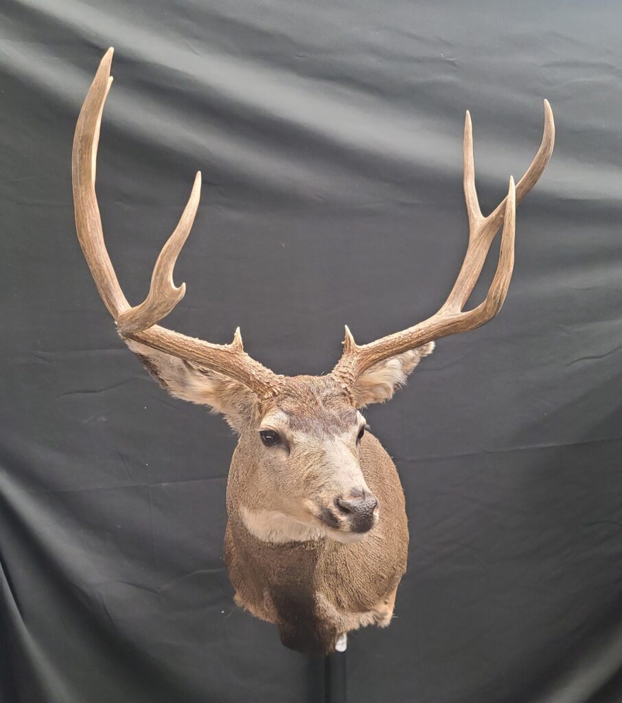 White Tail Deer mounted on wall Taxidermy