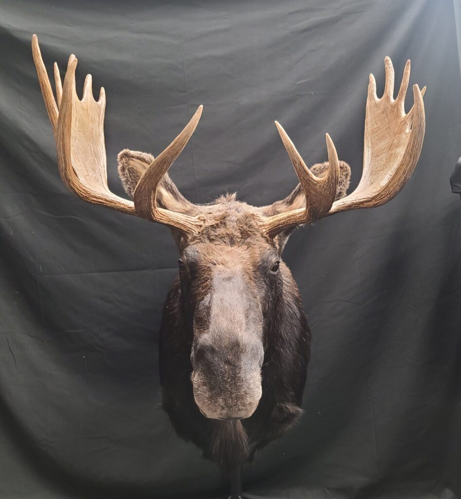 Moose Head with large rack