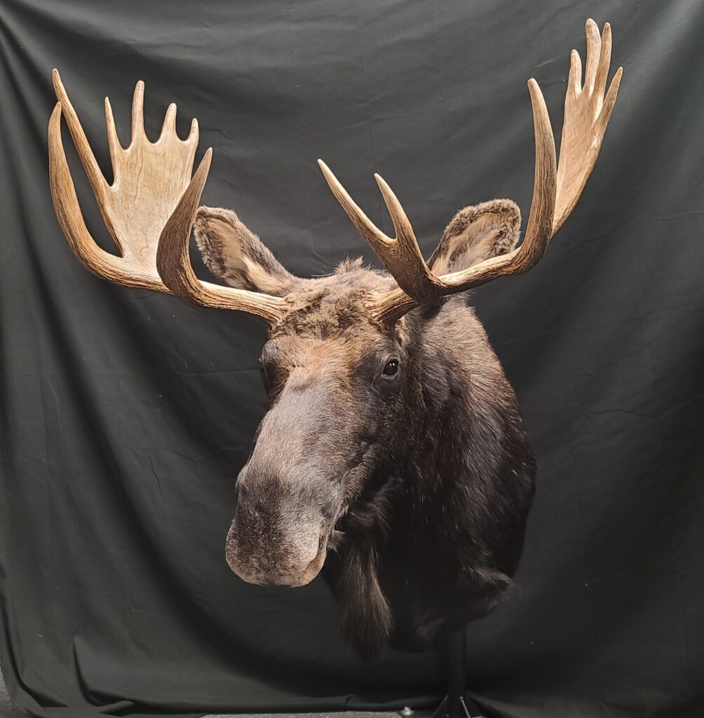 Moose Head Taxidermy for our trophy gallery