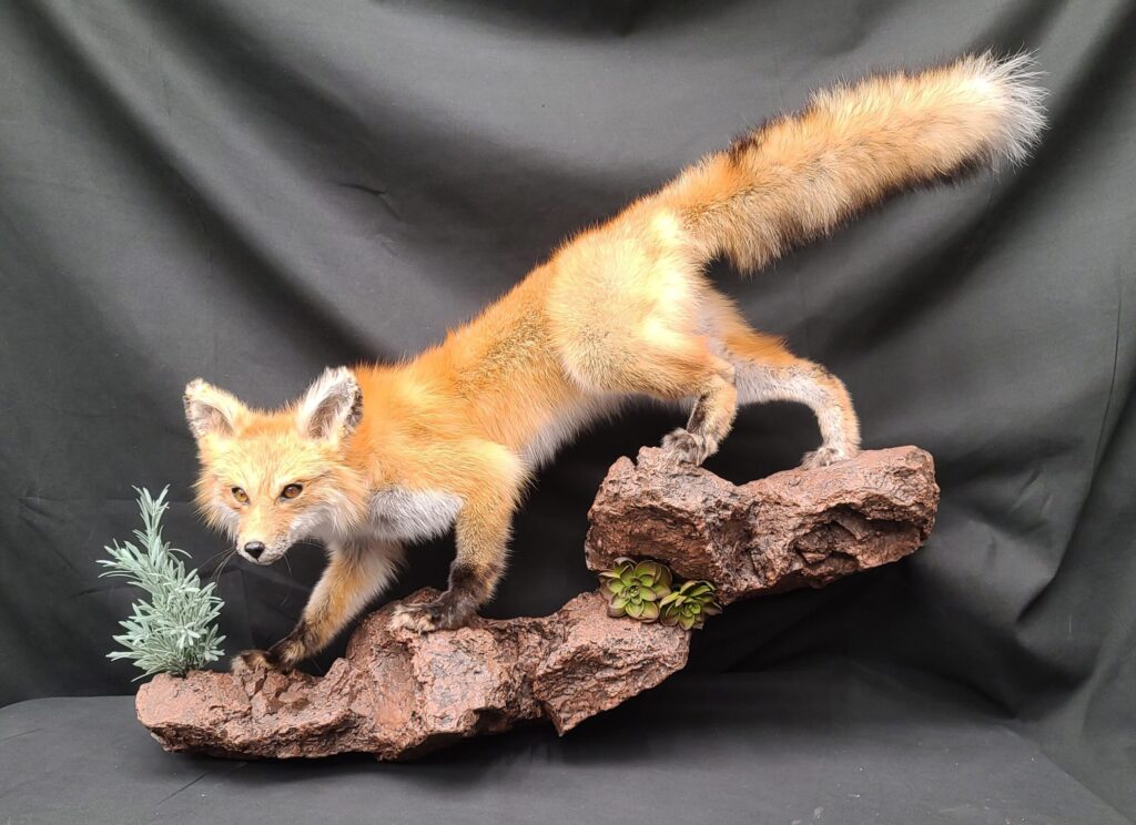 Sylvester taxidermy Fox