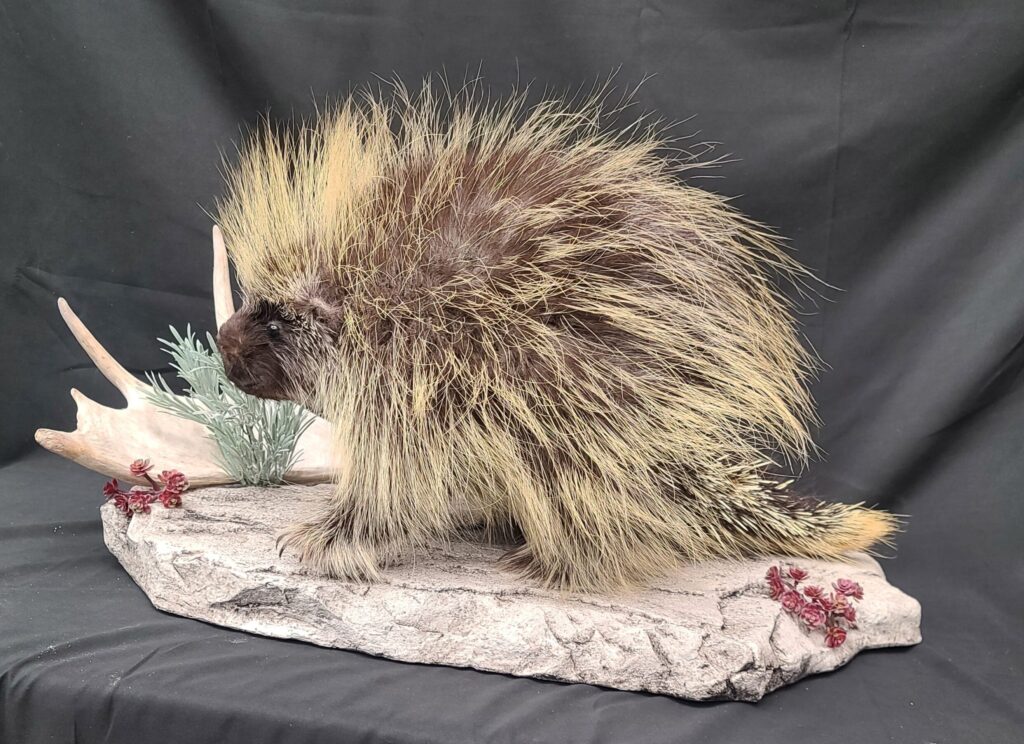 Porcupine on rock with moose horn