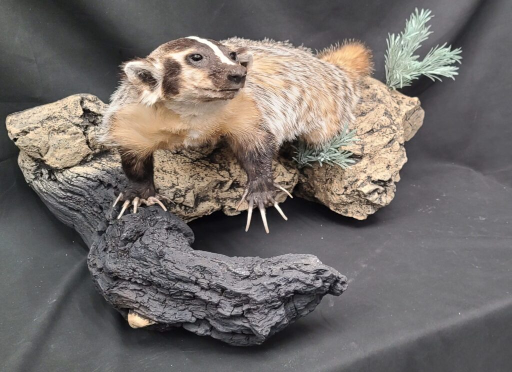 Badger on habitat mount taxidermy for our trophy gallery
