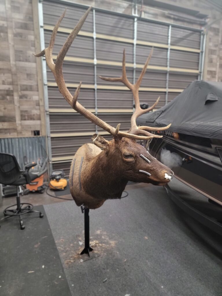 Working on a Bull Elk
