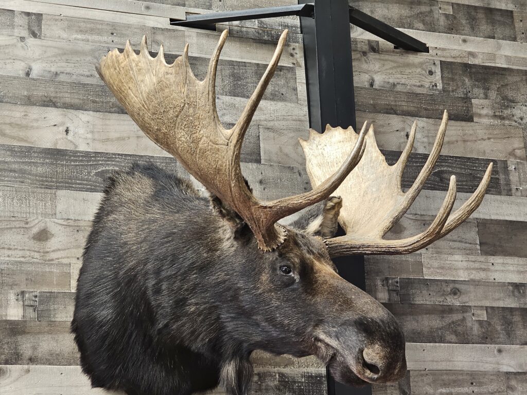 View of Bull Moose