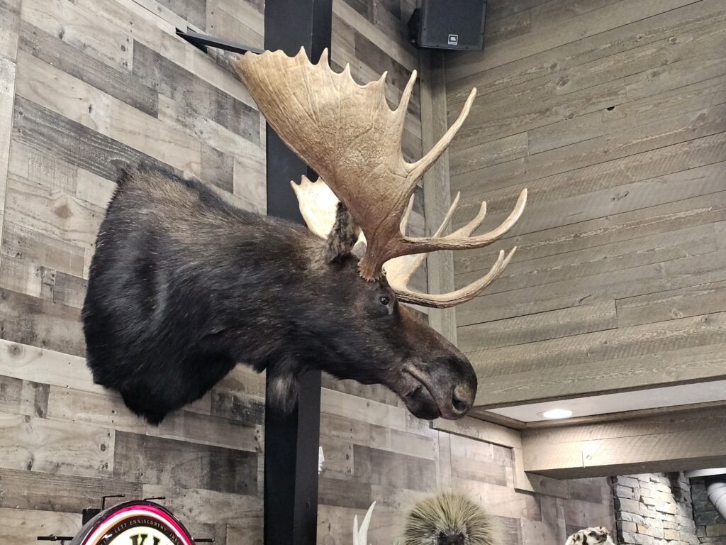 Beautiful mounted bull moose