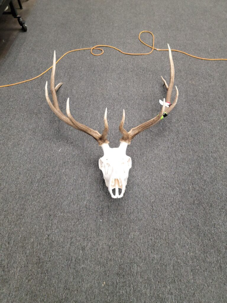 European Mount