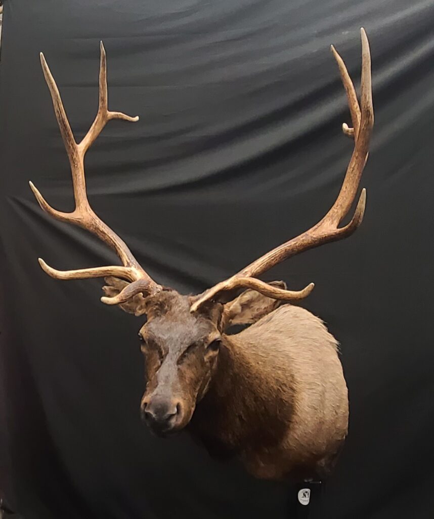 Elk Taxidermy