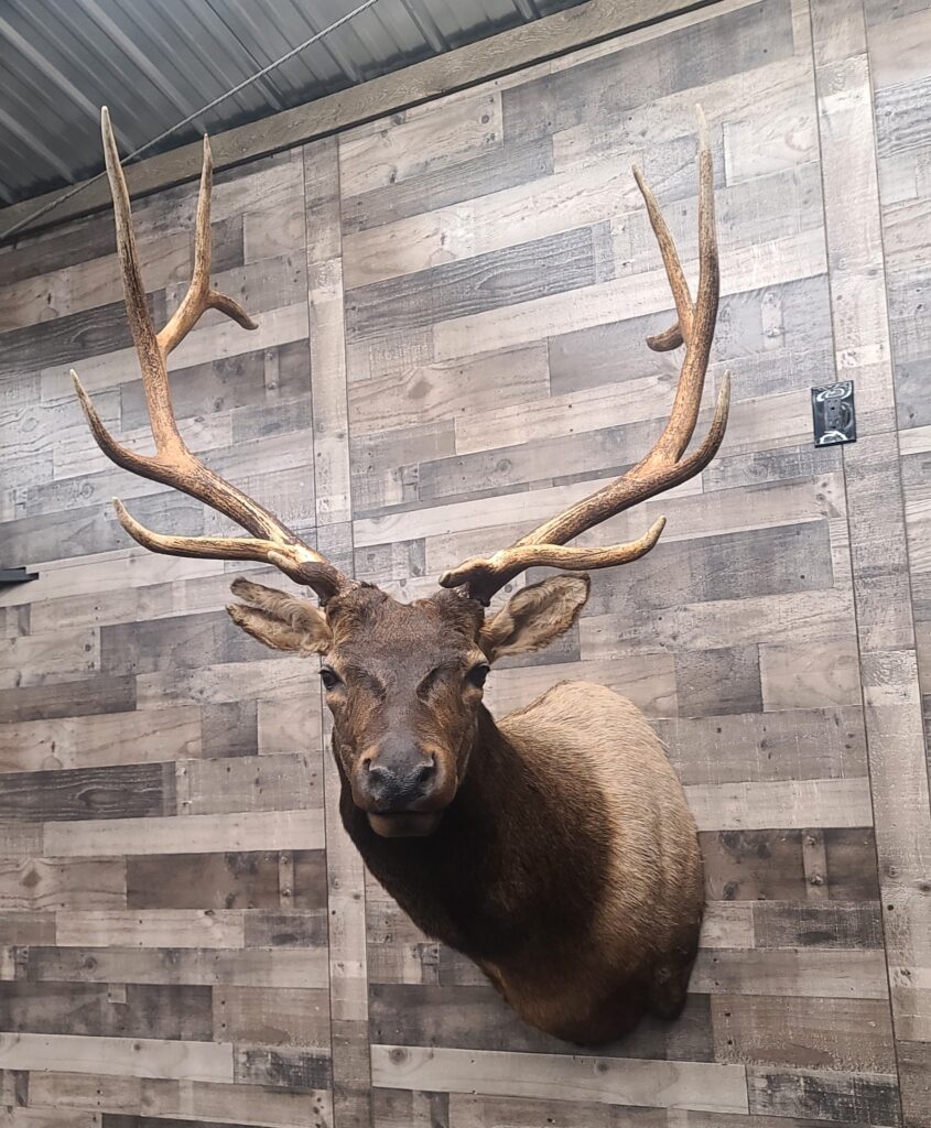 Really Big Elk on Wood Wall