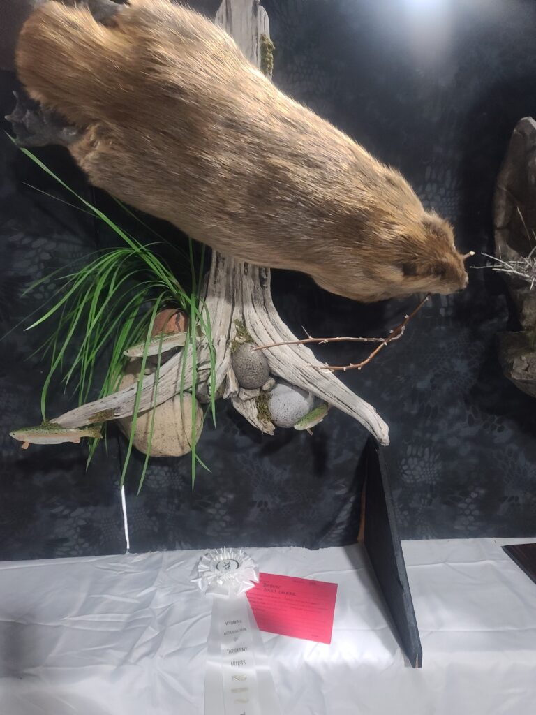 Beaver show piece with ribbon