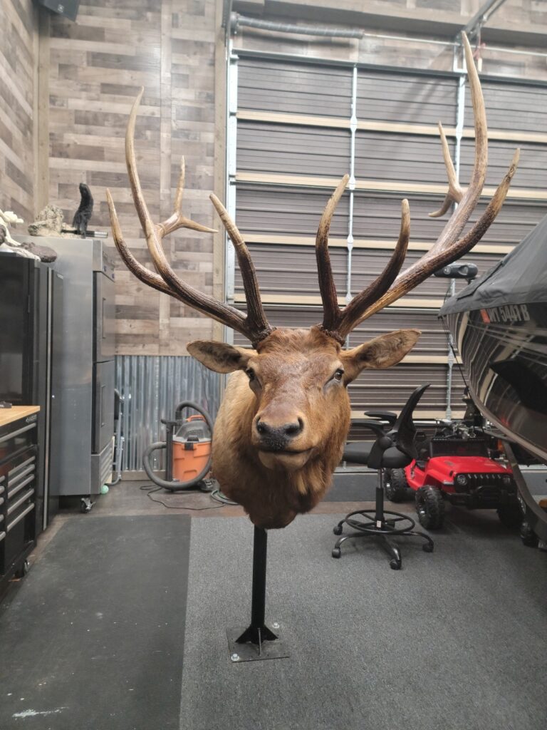 Elk on stand for taxidermy