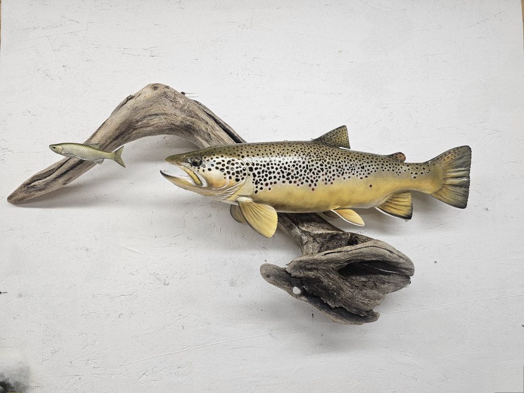 Fish Mounted on drift wood chasing smaller fis