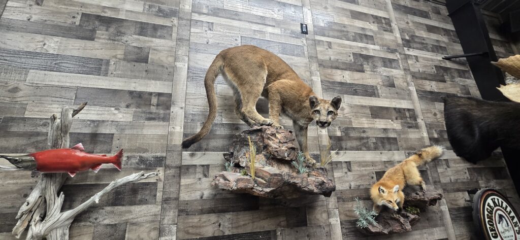 Kokanee Salmon, Mountain Lion, Fox mounted