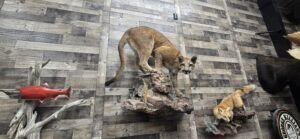 Kokanee Salmon, Mountain Lion, Fox mounted
