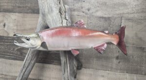 Beauitful Taxidermy fish