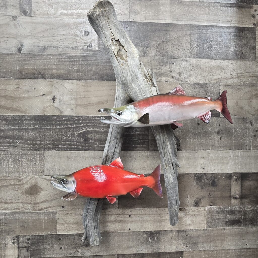 Fish on Drift wood