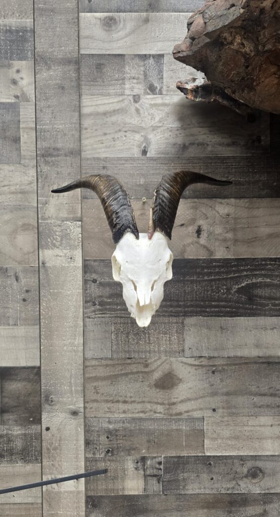 European Mount Mountain Goat