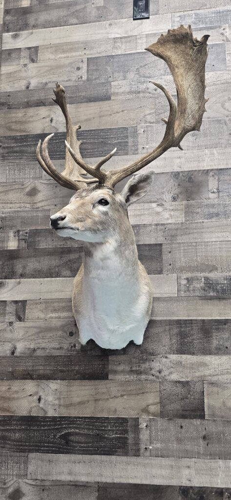 Caribou on wall with huge rack