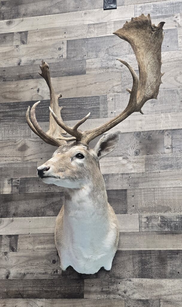 Beautiful Caribu mounted on Wall
