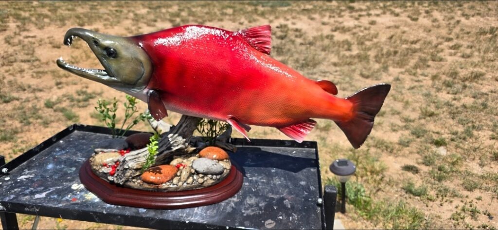 Habitat Salmon Display beautiful red salmon
