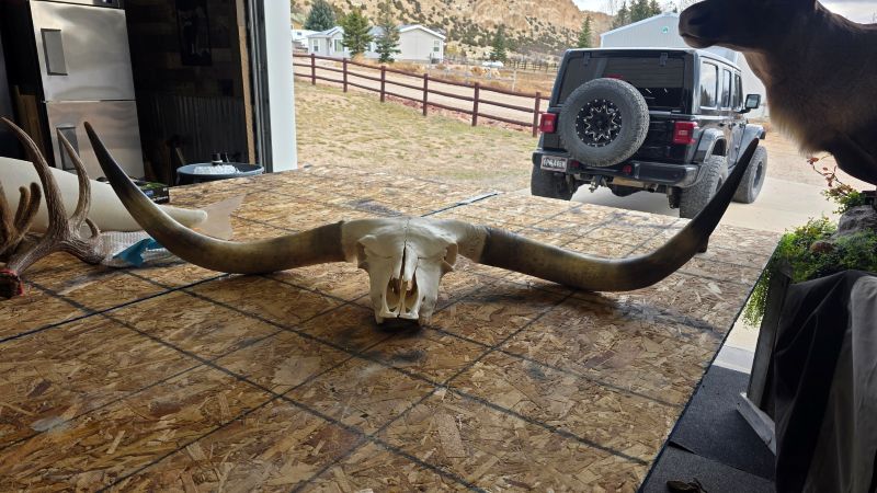 Bull head with horns after taxidermy