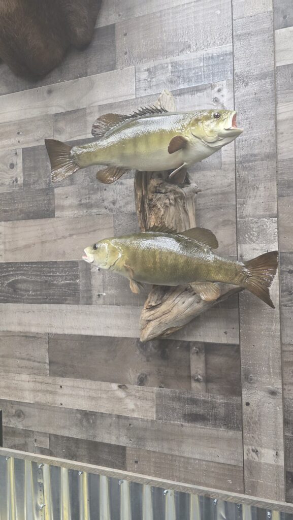 Fish replication on wall