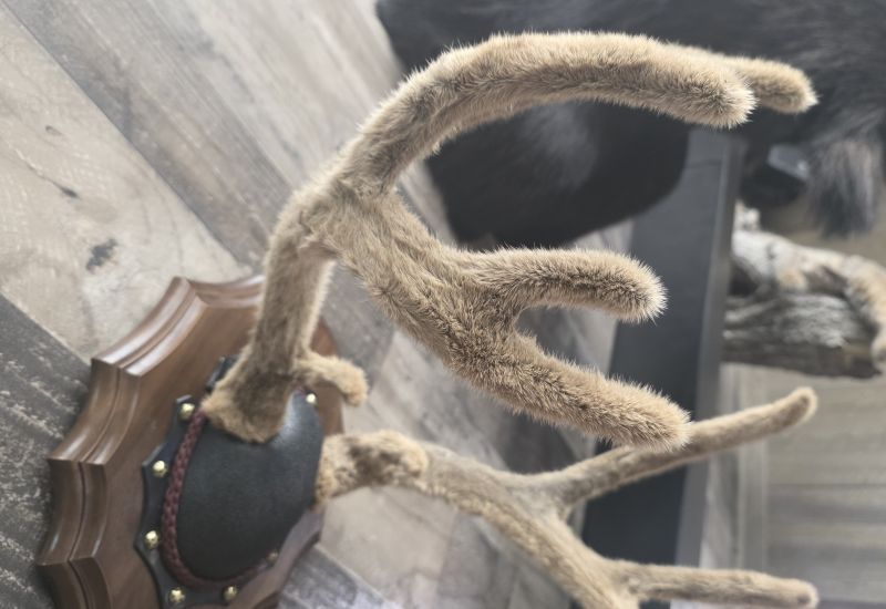 Velvet Antlers taxidermy