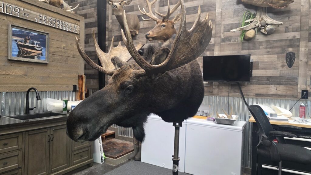 Beautiful Moose with full rack on Wall