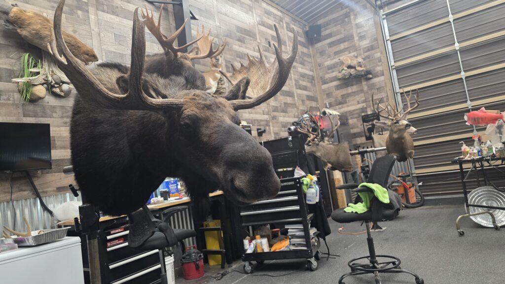 Moose Head on a wall