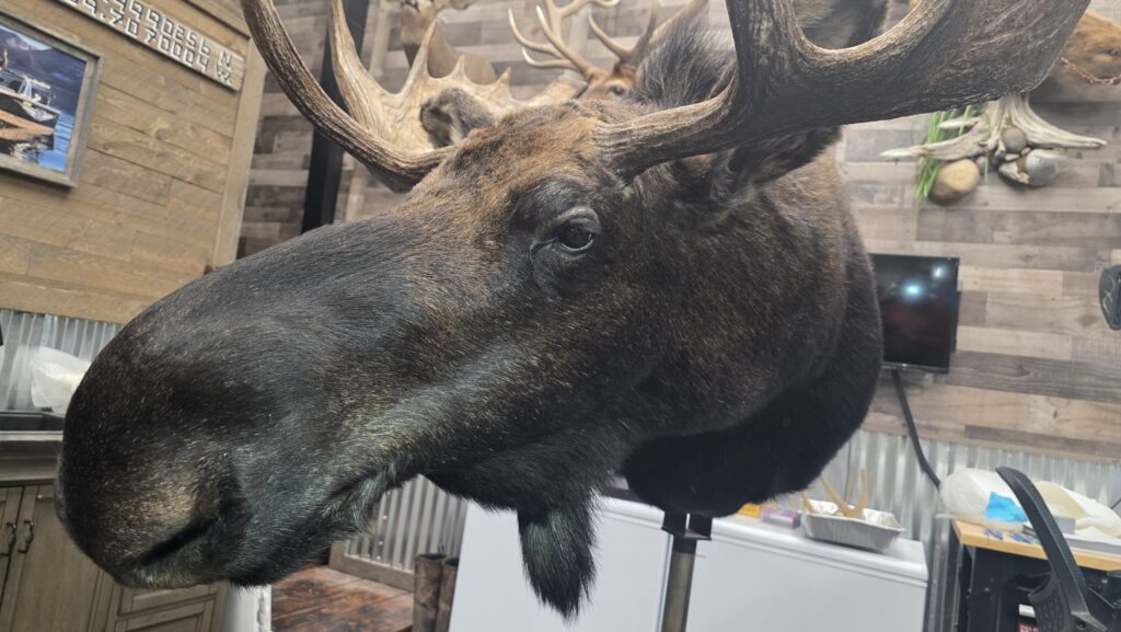 Moose Head Taxidermy