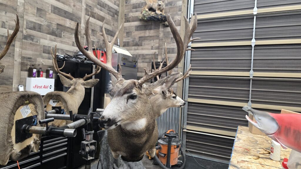 Elk head Taxidermy