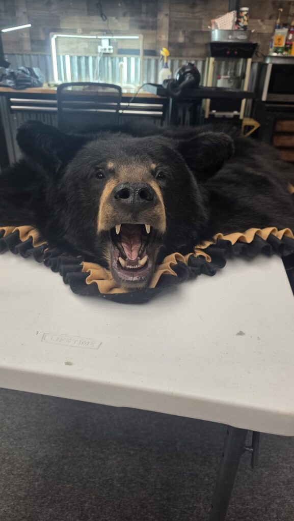 Bear Rug with teeth showing