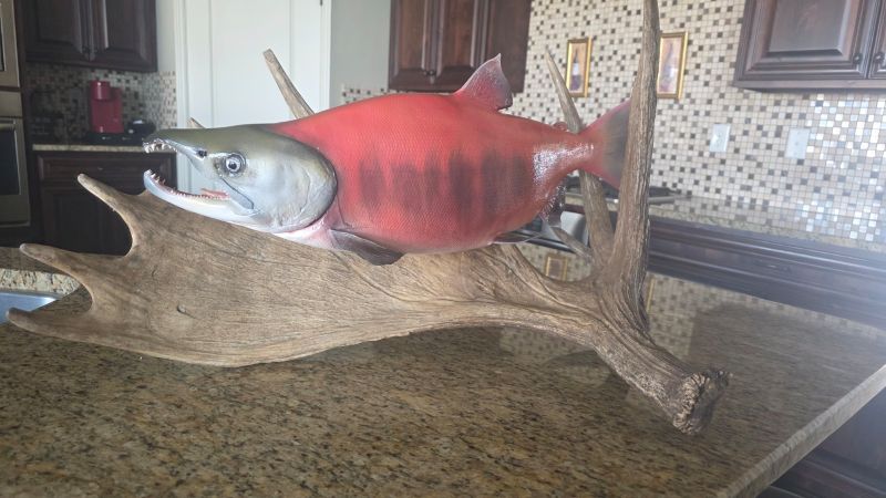 Fish Reproduction of a Salmon