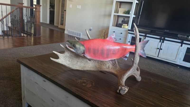 Salmon Reproduction taxidermy