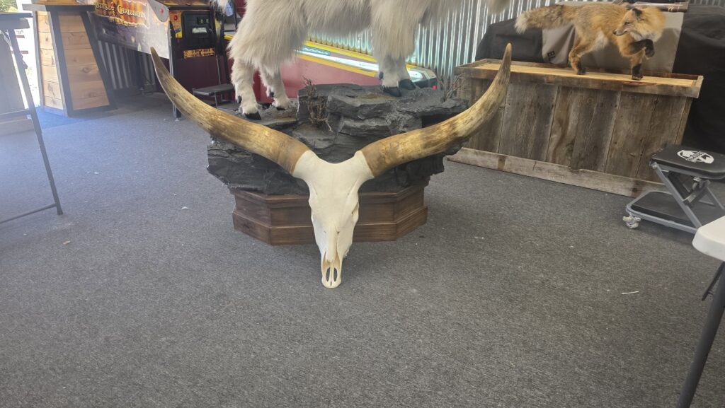 European Mounted Animal