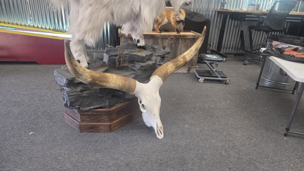 Eurpoean Taxidermy Animal with hornes