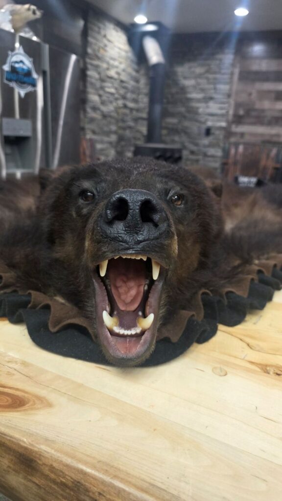 Black Bear with Teeth as a rug