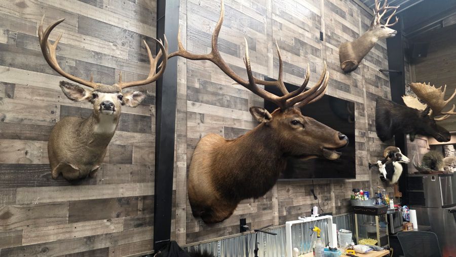 Elk on Wall