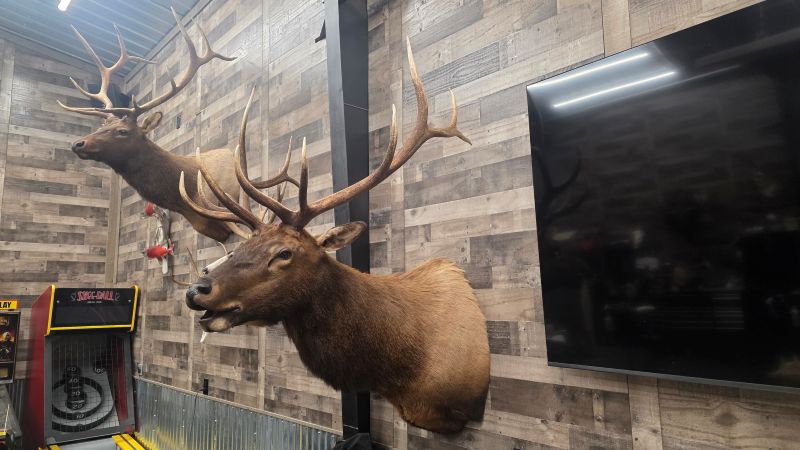 Elk Taxidermy near Rangely