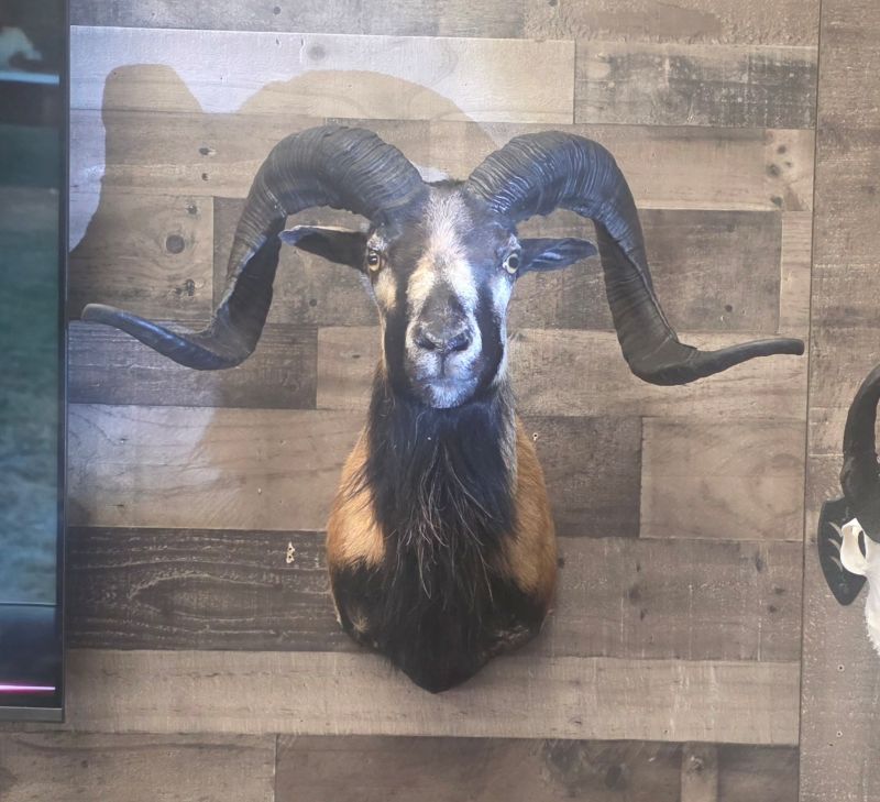 Animal on wall after taxidermy