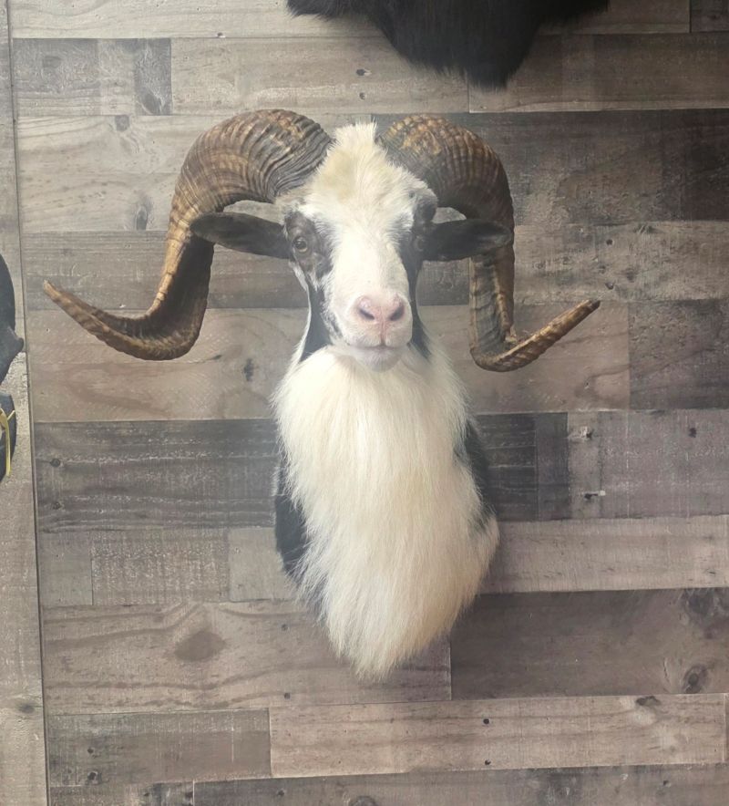 White Mountain Goat on Wall