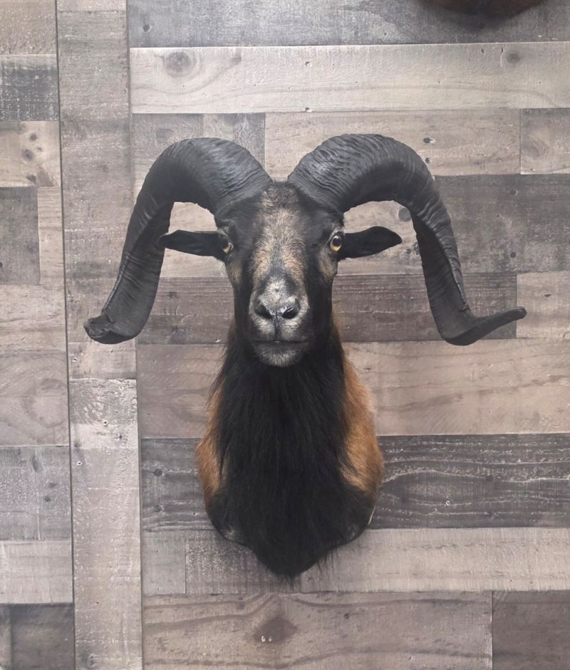 Mountain Goat Taxidermy