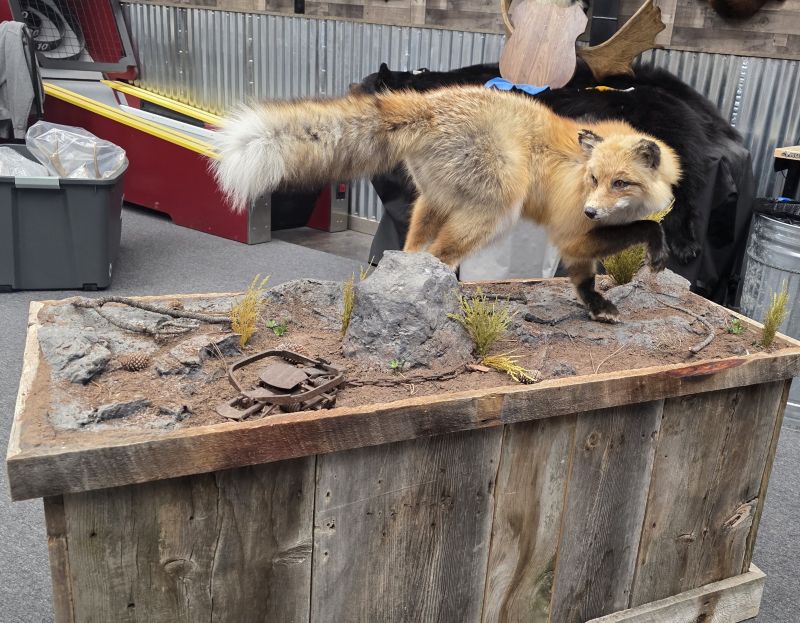 Fox loking back on natural mount
