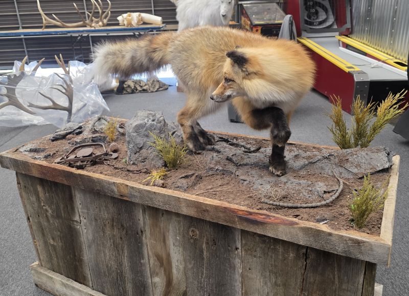 Fox with leg up Taxidermy on natural mount