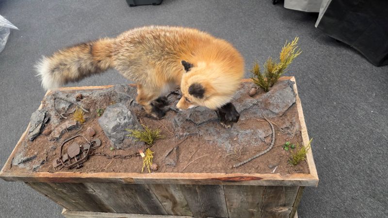 Fox natural taxidermy