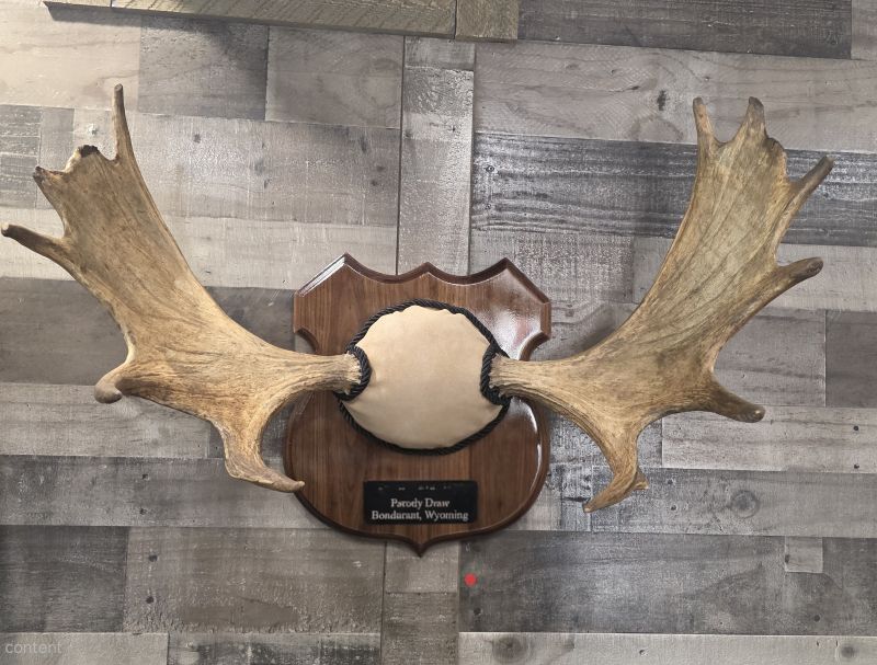 Moose antlers on a wood mount
