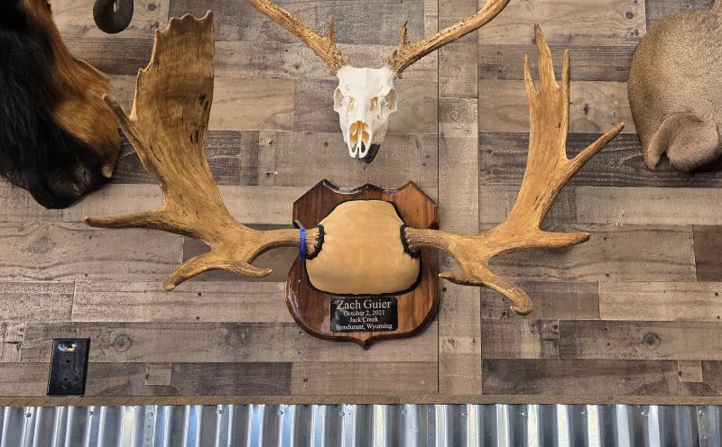 Mounted antelers on wood with a european mount above