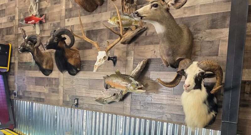 Many Taxidermy animals on the wall