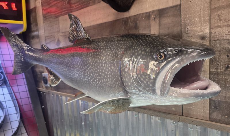 Fish on a wall