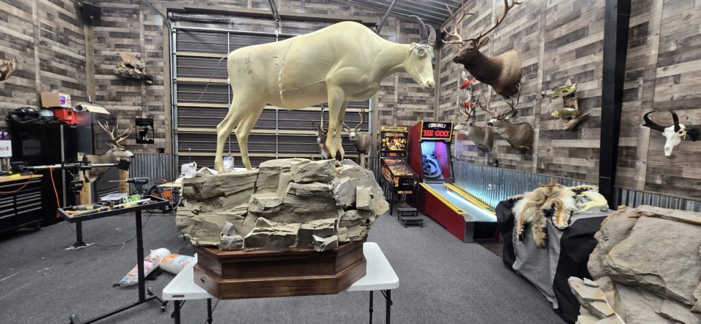 Full Size Mountain Goat Taxidermy natural