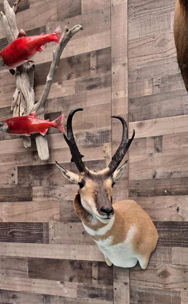 Mountain Sheep on Wall Taxidermy